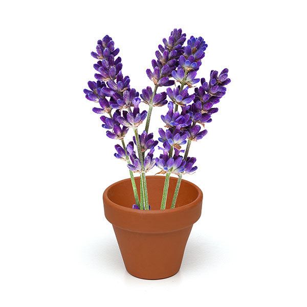 Terracotta Flower Pot